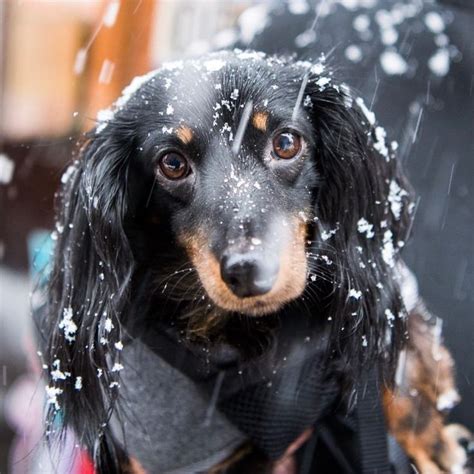 Snow Pups Dogist The Story Of Dogs Funny Dachshund Dachshund