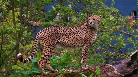 animals, Cheetahs Wallpapers HD / Desktop and Mobile Backgrounds