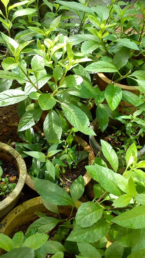 Finally we just managed to get some cuttings of pokok sambung nyawa (gynura procumbens merr) which is a herb native of south east asia and is herbaceous climber of forest margins and thickets. Keringat: Pokok Sambung Nyawa