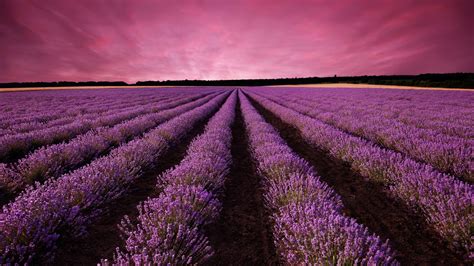 Wallpaper Lavender Field Sky Mountain Provence France Europe 5k