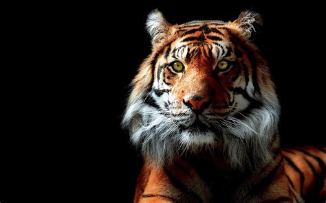 Wallpaper Gambar Harimau 3d Kampung Wallpaper