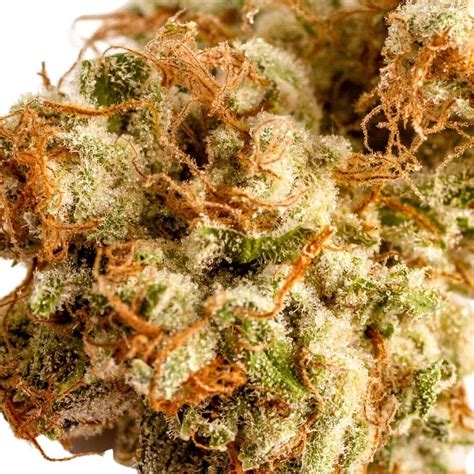 Orange Cookies Strain Effects Reviews And More Hail Mary Jane