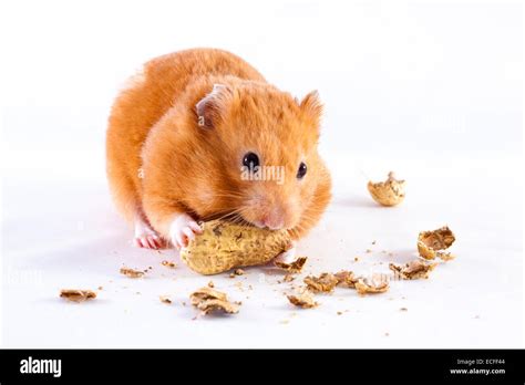 Syrian Hamster Eating Peanuts On A White Background Stock Photo Alamy