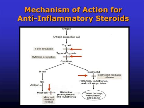 Ppt Steroidal Anti Inflammatory Drugs Saids Powerpoint Presentation