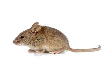Mouse Animal Vector Png