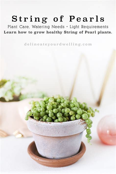 Become a care taker for black pearl ornamental pepper! String of Pearl Plant Care Tips - Delineate Your Dwelling