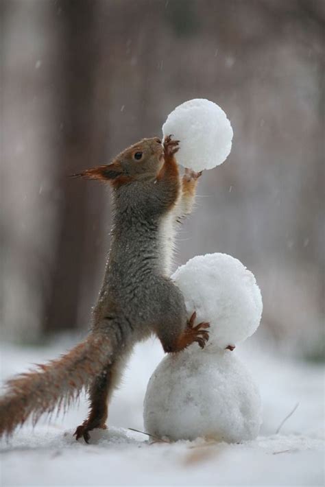 Squirrels Playing In The Snow A Totally Awesome Set Of Photos By Vadim