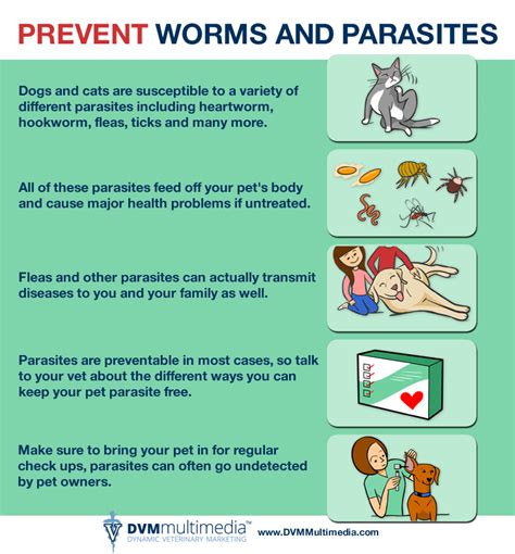 Parasite Prevention In Emeryville On Emeryville Animal Hospital