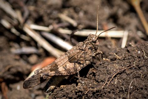 Entdeckt Foto & Bild | natur, frankreich, insekten Bilder auf fotocommunity