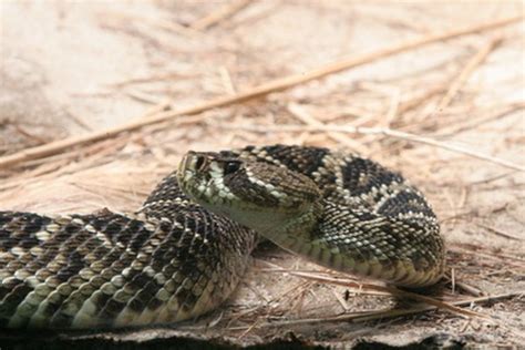 Life Cycle Of A Rattlesnake Animals Momme