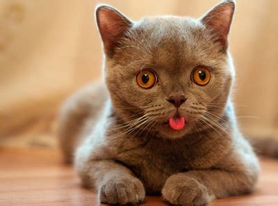 These signs tend to accompany other symptoms, depending on the underlying issue. Why do cats stick their tongue out? | Because cats