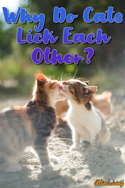 Why Do Cats Lick Each Other 7 Best Explanations Of Allogrooming