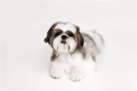 Tails of Gratitude - A Stray Rescue of St. Louis Promotional Event