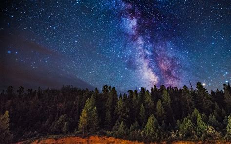 Milky Way Over The Forest
