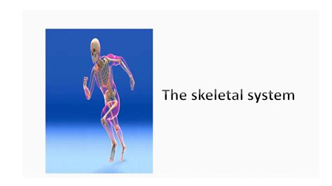 Solution Skeletal System Studypool