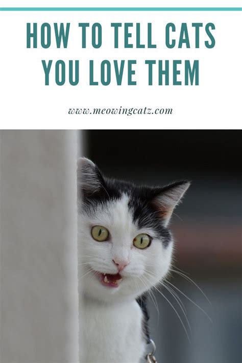 How To Tell Your Cats That You Love Them Cat Quotes Funny Cat Love