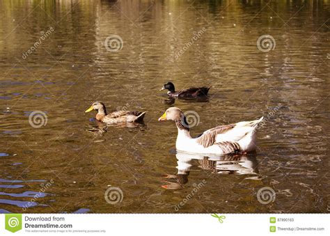 Many Colourful Ducks Swim Stock Image Image Of Nature 87890163