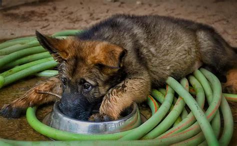 How Much To Feed A German Shepherd Puppy Complete Feeding Guide
