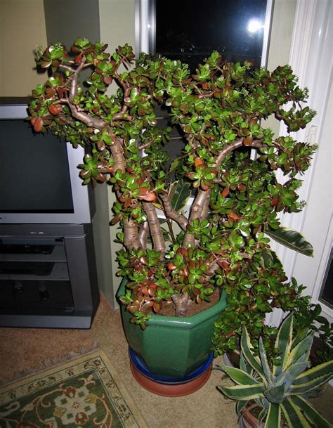 Maybe you would like to learn more about one of these? Nice plant. | Jade plant bonsai, Jade plants, Jade tree