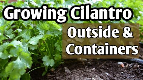 Growing Cilantro In Containers And Outdoors Cool Hearty Herb Youtube
