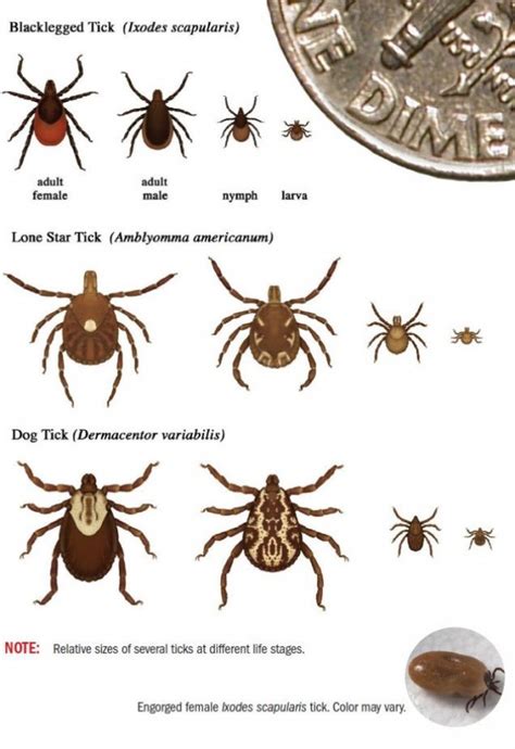 Entomologist Warns Of Tick Spread Threat Article The United States