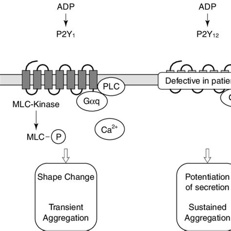 3 Current View Of The Interplay Between The Platelet P2 Receptors Two