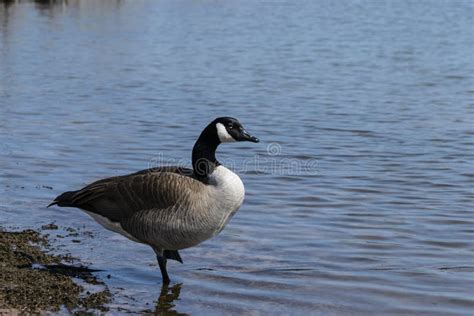 Canada Goose Standing On One Leg Stock Photo Image Of Animal Outdoor