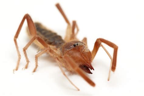 However, if you are a serious arachnid keeper looking for a new challenge, windscorpions are definitely worth a closer look. Camel Spider for Sale | Reptiles for Sale