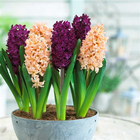 How To Force Hyacinth Bulbs For Indoor Flowers Longfield