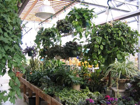 Indoor Plants Sargents Nursery