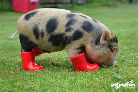 Juliana and mini pig breed. micro pig in wellies | Spotty micro pig wearing wellies ...