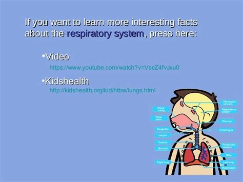 Cool Facts About Respiratory System