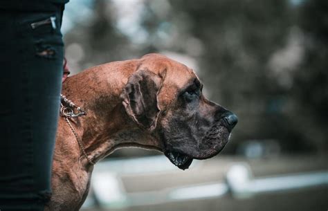 17 Best Guard Dogs Breeds Known For Bravery Lovetoknow