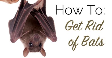 How To Get Rid Of Bats The Craftsman Blog
