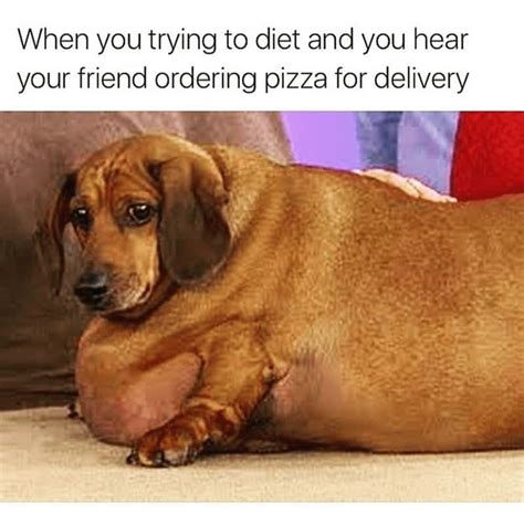 Submitted 1 month ago by fabsab_. 50+ Funniest 🤣 Fat Dog Memes On The Internet | Guaranteed ...