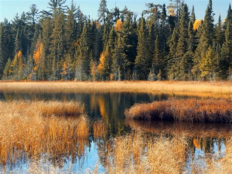 Free Images Landscape Tree Nature Outdoor Marsh Swamp