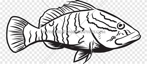 36 Gambar Kartun Ikan Kerapu Awik Safina