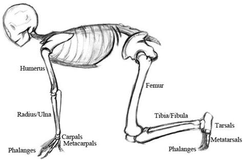 Pdf Anatomy And Animation Anatomically Based Animation Skeletons For