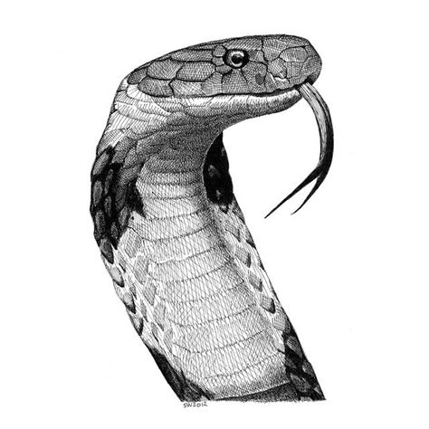 King Cobra Snake Face Drawings