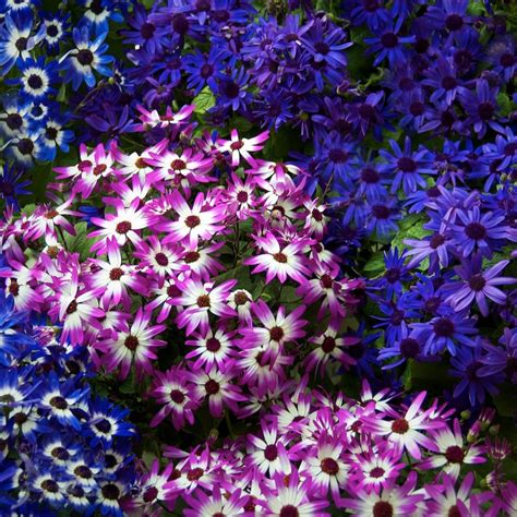 Annuals are plants that bloom for one growing season and then die. Vander Giessen Nursery: Eager to plant flowers? Try Senetti!
