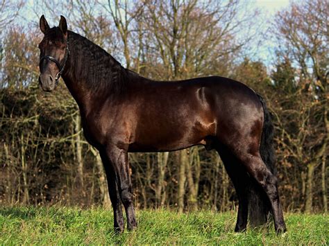 French Trotter Posing Horses Horse Breeds Beautiful Horses