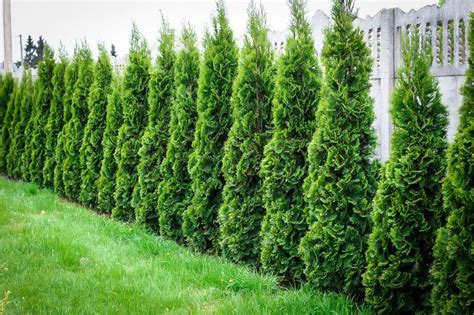 Top 8 Reasons To Purchase Thuja Green Giant Trees Living Fence™ Trees