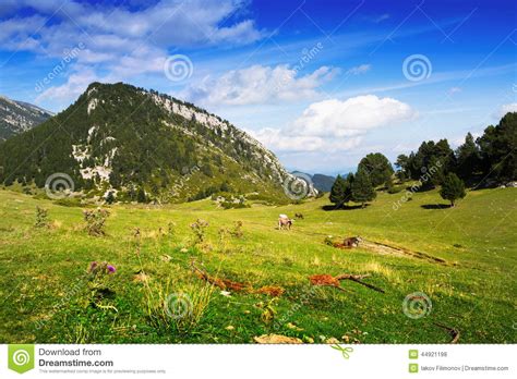 Mountain Meadow In Pyrenees Stock Photo Image Of Wild Rural 44921198