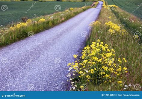 Country Road On A Summer Evening Stock Photo Image Of Vanishing Crop