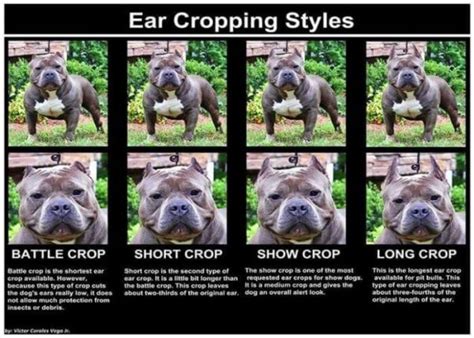 Ear Cropping In Dogs — Price Legality Surgery And Aftercare