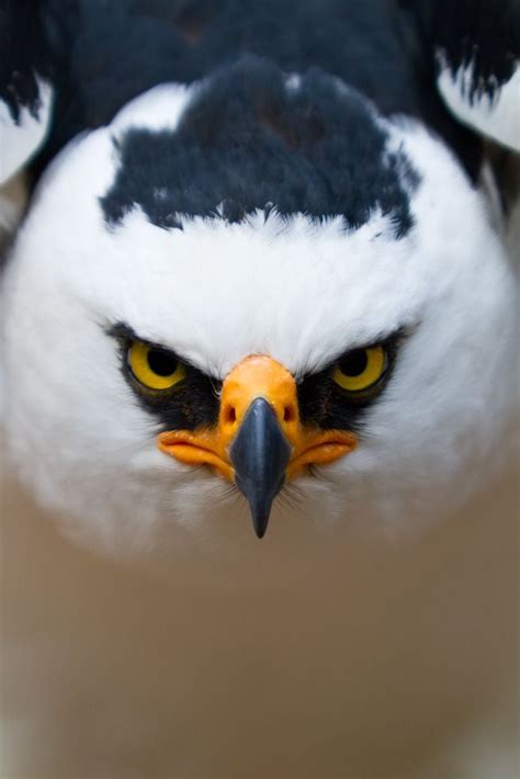 The Black And White Hawk Eagle Is One Of The Most Beautiful Birds Of Prey Of The Jungles Of