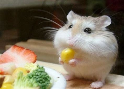 Hungry Baby Hamster Niedliche Tierbilder S Este Haustiere Lustige