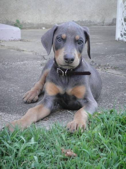 The Doberman Pinscher Or Simply Doberman Is A Breed Of Domestic Dog