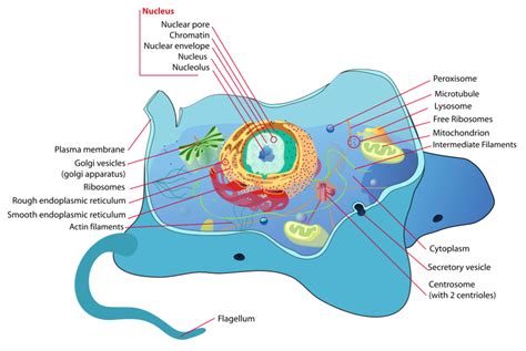 Organelles Or Compartments In Bacteria And Eukaryotic Cells Owlcation