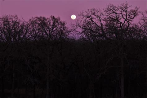 Full Moon Over Trees In Purple Sky Free Stock Photo Public Domain